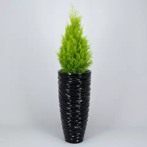 Czarna donica D7087C z cyprysem