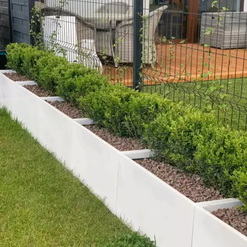 Bukszpany w białej donicy D834