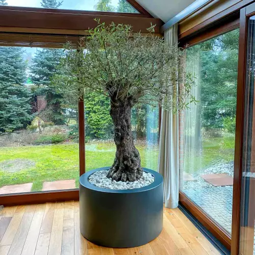 Duże drzewko oliwne w donicy z laminatu D901ED w kolorze antracyt mat