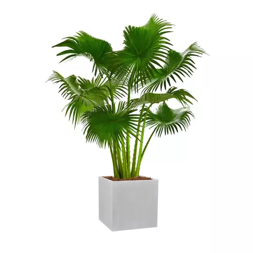 Liwinstonia chińska w donicy D92C w kolorze szarego betonu