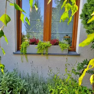 wrzosy, tojeść w donicy na parapet