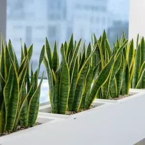 białe donice do biura na szafki 75 cm