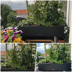 szara doniczka z bluszczem na balkonie