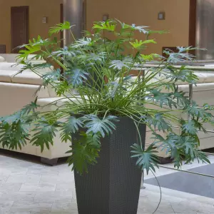 Szara wysoka donica lechuza cubico cottage do lobby hotelu