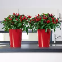 Doniczka Lechuza Mini-Deltini czerwony scarlet połysk