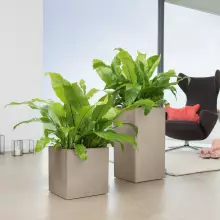 Donica Lechuza CANTO Stone Kostka 30 piaskowy beż