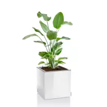 Donica Lechuza CANTO Premium Kostka 40 LED biały połysk