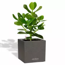 Donica Lechuza CANTO Stone 14 grafitowy czarny