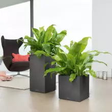 Donica Lechuza CANTO Stone Kolumna 30 grafitowy czarny