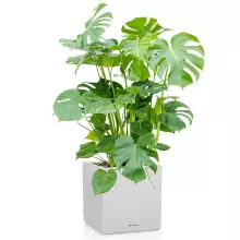 Donica Lechuza CANTO Stone Kostka 40 biały kwarcowy