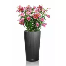 Donica Lechuza Cilindro Color 23 szary łupek