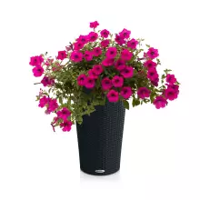 Donica Lechuza CILINDRO Cottage 32 grafitowy czarny