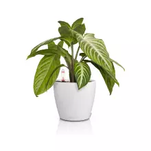 Doniczka Lechuza CLASSICO Color 14 biały