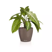 Doniczka Lechuza CLASSICO Color 14 muszkatołowy brąz