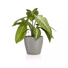 Doniczka Lechuza CLASSICO Color 14 piaskowy brąz