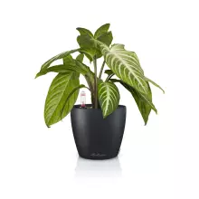 Doniczka Lechuza CLASSICO Color 14 szary łupek