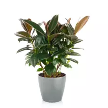 Doniczka Lechuza CLASSICO Color 21/20 jasny szary