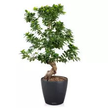 Doniczka Lechuza CLASSICO Color 28/26 ciemny szary