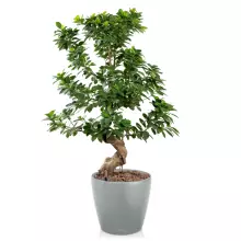 Doniczka Lechuza CLASSICO Color 28/26 jasny szary