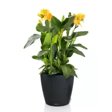 Donica Lechuza CLASSICO Color 50 ciemny szary