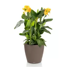 Donica Lechuza CLASSICO Color 50 muszkatołowy brąz