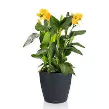 Donica Lechuza CLASSICO Color 50 szary łupek