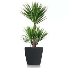 Donica Lechuza CLASSICO Color 60 ciemny szary