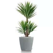 Donica Lechuza CLASSICO Color 60 jasny szary