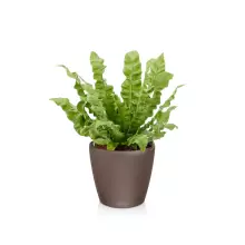 Doniczka Lechuza CLASSICO Color LS 21 muszkatołowy brąz