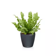 Doniczka Lechuza CLASSICO Color LS 21 szary łupek