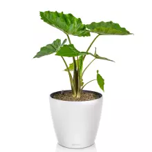 Doniczka Lechuza CLASSICO Color LS 43 biały