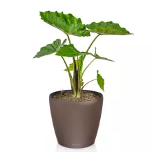 Doniczka Lechuza CLASSICO Color LS 43 muszkatołowy brąz