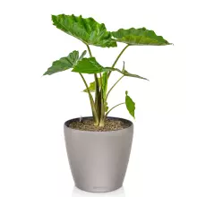 Doniczka Lechuza CLASSICO Color LS 43 piaskowy brąz