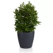 Donica Lechuza CLASSICO Color LS 50 szary łupek