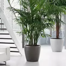 Donica Lechuza CLASSICO Premium 70/65 antracyt metalik