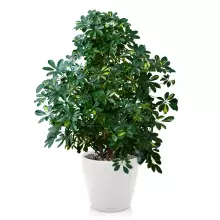 Donica Lechuza CLASSICO Premium 60/56 biały połysk