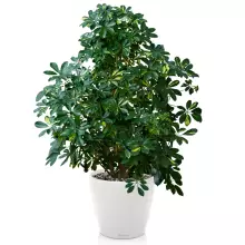 Donica Lechuza CLASSICO Premium 70/65 biały połysk