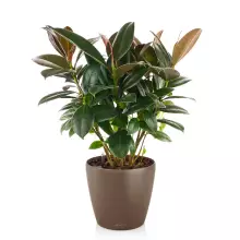 Doniczka Lechuza CLASSICO Color 21/20 muszkatołowy brąz