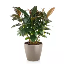 Doniczka Lechuza CLASSICO Color 21/20 piaskowy brąz