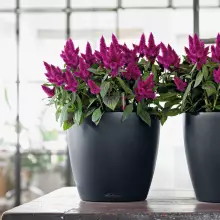 Doniczka Lechuza CLASSICO Color 21/20 szary łupek