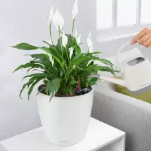 Doniczka Lechuza CLASSICO Color 28/26 biały