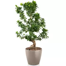 Doniczka Lechuza CLASSICO Color 28/26 piaskowy brąz