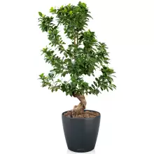 Doniczka Lechuza CLASSICO Color 28/26 szary łupek