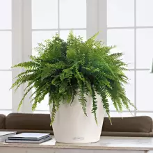 Doniczka Lechuza CLASSICO Color 35/33 biały