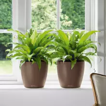 Doniczka Lechuza CLASSICO Color 35/33  muszkatołowy brąz