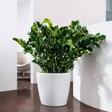 Donica Lechuza CLASSICO Color 43/40 biały