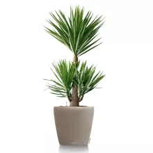 Donica Lechuza CLASSICO Color 70 piaskowy brąz