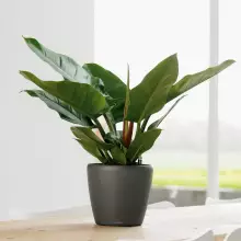 Doniczka Lechuza CLASSICO LS 21/20 antracyt metalik