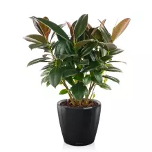 Doniczka Lechuza CLASSICO LS 21/20 czarny połysk