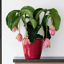 Doniczka Lechuza CLASSICO LS 21/20 czerwony scarlet połysk